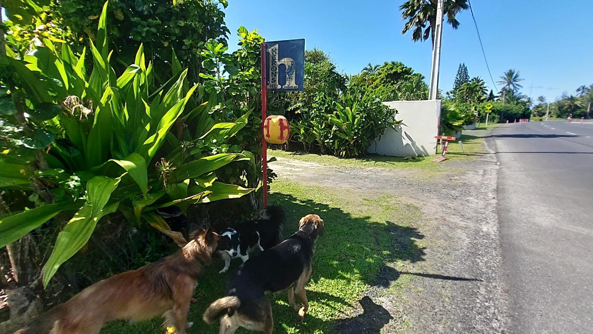 Herons Reef Holiday Apartments Rarotonga Eksteriør bilde